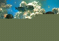 fish & Corals
