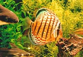 fish a