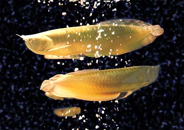 fish c
