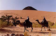 Bedouin 2 Camel Desert Patrol